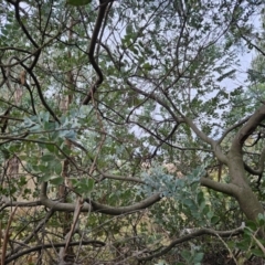 Acacia podalyriifolia at Chapman, ACT - 12 Jun 2023 03:49 PM