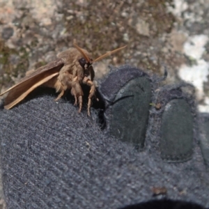 Oxycanus (genus) at Tennent, ACT - 27 May 2023