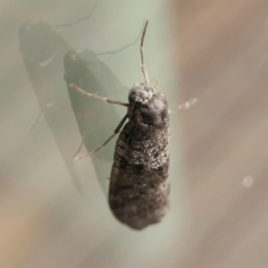 Lepidoscia adelopis, annosella and similar species at Yass River, NSW - 12 Jun 2023