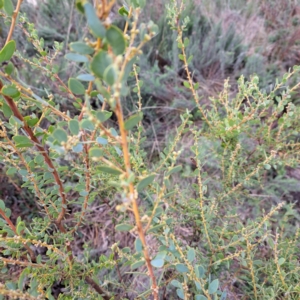 Acacia brachybotrya at Watson, ACT - 12 Jun 2023 11:12 AM