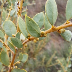 Acacia brachybotrya at Watson, ACT - 12 Jun 2023 11:12 AM