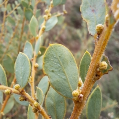 Acacia brachybotrya at Watson, ACT - 12 Jun 2023 11:12 AM