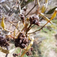 Uromycladium sp. (A gall forming rust fungus) at Watson, ACT - 12 Jun 2023 by abread111