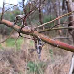 Uromycladium sp. at Watson, ACT - 12 Jun 2023