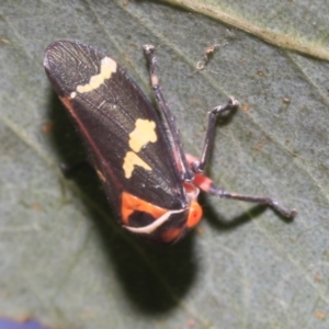 Eurymeloides pulchra at Higgins, ACT - 12 Jan 2023 03:52 PM