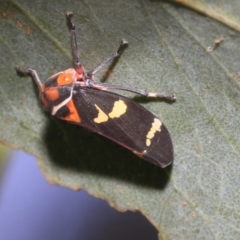 Eurymeloides pulchra at Higgins, ACT - 12 Jan 2023