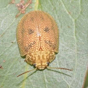 Paropsis atomaria at Higgins, ACT - 12 Jan 2023 04:24 PM