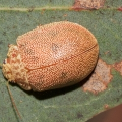 Paropsis atomaria at Higgins, ACT - 12 Jan 2023 04:24 PM