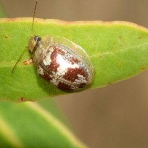 Paropsisterna sp. ("Ch11" of DeLittle 1979) at Higgins, ACT - 12 Jan 2023