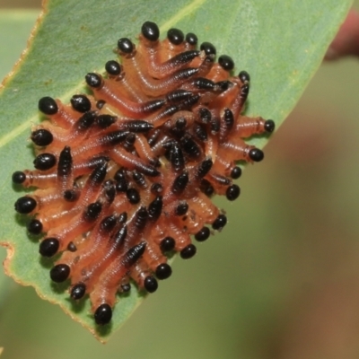 Perginae sp. (subfamily) (Unidentified pergine sawfly) at Higgins, ACT - 12 Jan 2023 by AlisonMilton