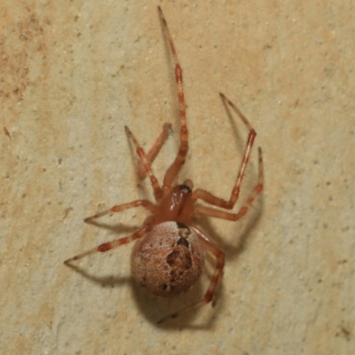 Cryptachaea veruculata (Diamondback comb-footed spider) at Higgins, ACT - 12 Jan 2023 by AlisonMilton