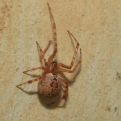 Cryptachaea veruculata at Higgins, ACT - 12 Jan 2023 03:42 PM