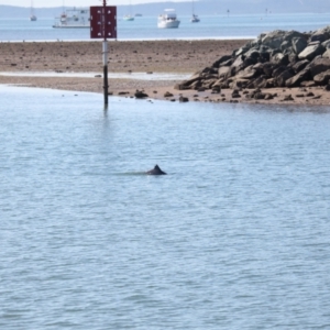 Tursiops truncatus at Cleveland, QLD - 10 Jun 2023 11:13 AM
