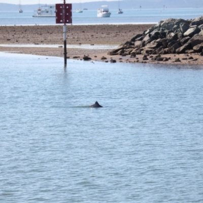 Tursiops truncatus (Bottlenose Dolphin) at Cleveland, QLD - 10 Jun 2023 by TimL