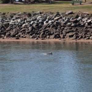 Tursiops truncatus at Cleveland, QLD - 10 Jun 2023 11:13 AM