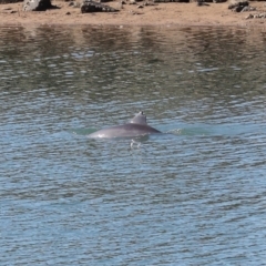 Tursiops truncatus at Cleveland, QLD - 10 Jun 2023 11:13 AM