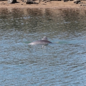 Tursiops truncatus at Cleveland, QLD - 10 Jun 2023 11:13 AM