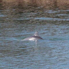 Tursiops truncatus at Cleveland, QLD - 10 Jun 2023 11:13 AM