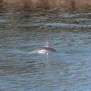 Tursiops truncatus at Cleveland, QLD - 10 Jun 2023 11:13 AM