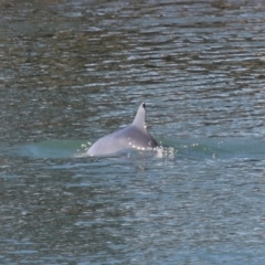 Tursiops truncatus at Cleveland, QLD - 10 Jun 2023 11:13 AM