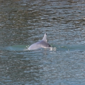 Tursiops truncatus at Cleveland, QLD - 10 Jun 2023 11:13 AM