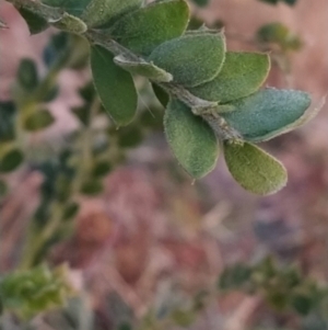 Acacia vestita at Fadden, ACT - 12 Jun 2023