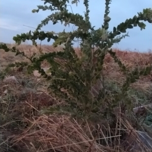 Acacia vestita at Fadden, ACT - 12 Jun 2023 06:57 AM