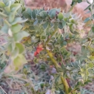 Acacia vestita at Fadden, ACT - 12 Jun 2023