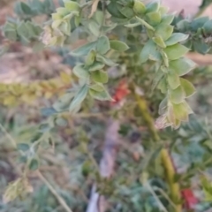 Acacia vestita at Fadden, ACT - 12 Jun 2023 06:57 AM