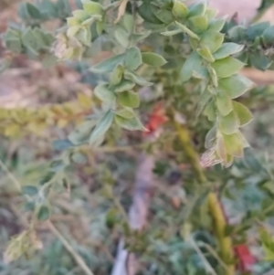 Acacia vestita at Fadden, ACT - 12 Jun 2023