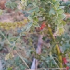 Acacia vestita at Fadden, ACT - 12 Jun 2023