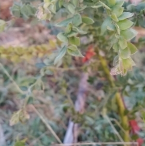 Acacia vestita at Fadden, ACT - 12 Jun 2023 06:57 AM