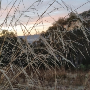 Austrostipa bigeniculata at Fadden, ACT - 12 Jun 2023