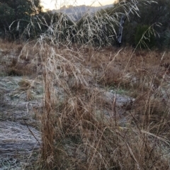 Austrostipa bigeniculata at Fadden, ACT - 12 Jun 2023