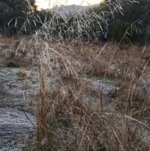 Austrostipa bigeniculata at Fadden, ACT - 12 Jun 2023