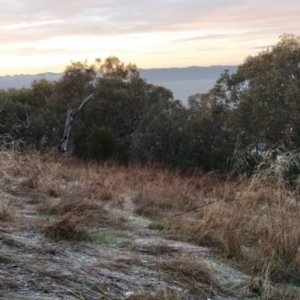 Austrostipa bigeniculata at Fadden, ACT - 12 Jun 2023