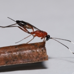Stiromesostenus sp. (genus) by TimL