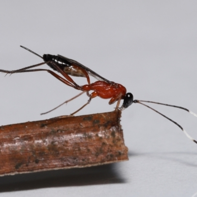 Stiromesostenus sp. (genus) at  - suppressed by TimL