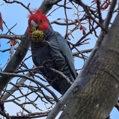 Callocephalon fimbriatum (Gang-gang Cockatoo) at Isaacs, ACT - 13 Jun 2023 by Mike