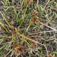 Cyperus eragrostis (Umbrella Sedge) at Watson Green Space - 13 Jun 2023 by AniseStar