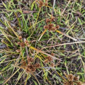 Cyperus eragrostis at Watson, ACT - 13 Jun 2023