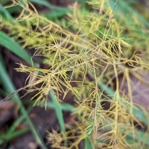 Asparagus plumosus at Watson, ACT - 13 Jun 2023