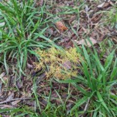 Asparagus plumosus at Watson, ACT - 13 Jun 2023