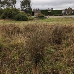 Juncus sp. (A Rush) at Watson Green Space - 13 Jun 2023 by AniseStar