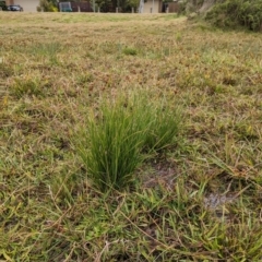 Cyperus sp. (A Sedge) at Watson, ACT - 13 Jun 2023 by AniseStar