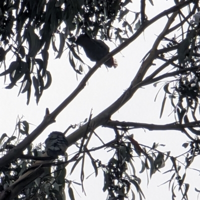 Callocephalon fimbriatum (Gang-gang Cockatoo) at Watson, ACT - 12 Jun 2023 by AniseStar