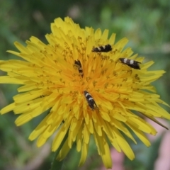 Glyphipterix chrysoplanetis (A Sedge Moth) at Pollinator-friendly garden Conder - 3 Dec 2022 by michaelb