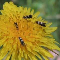 Glyphipterix chrysoplanetis at Conder, ACT - 3 Dec 2022