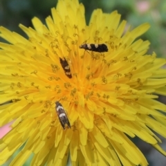 Glyphipterix chrysoplanetis at Conder, ACT - 3 Dec 2022