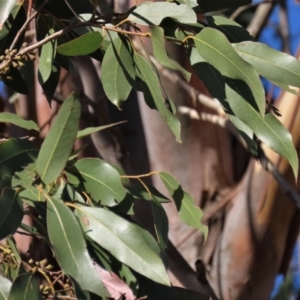 Eucalyptus camphora subsp. humeana at QPRC LGA - 10 Jun 2023 12:27 PM